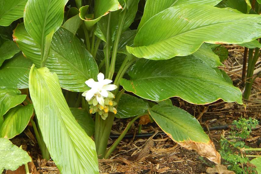 Le curcuma : plantation, récolte, bienfaits - Promesse de Fleurs