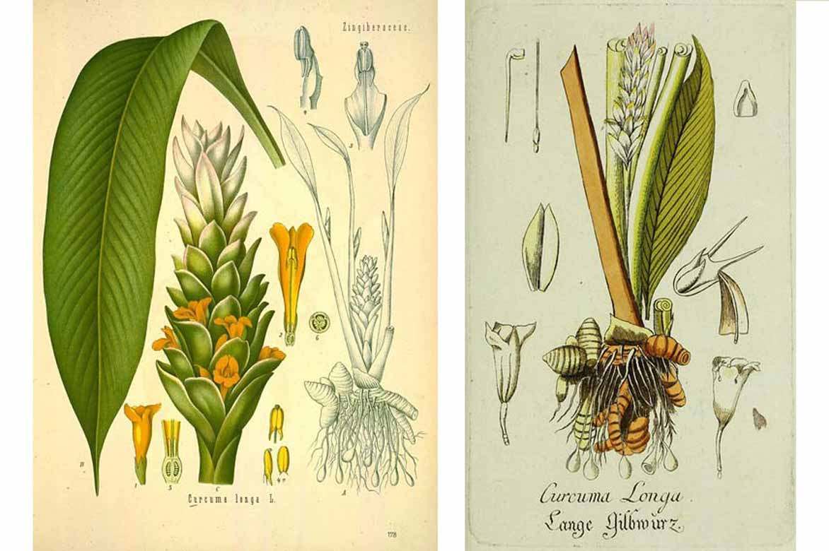 Curcuma longa © Biodiversity Heritage Library