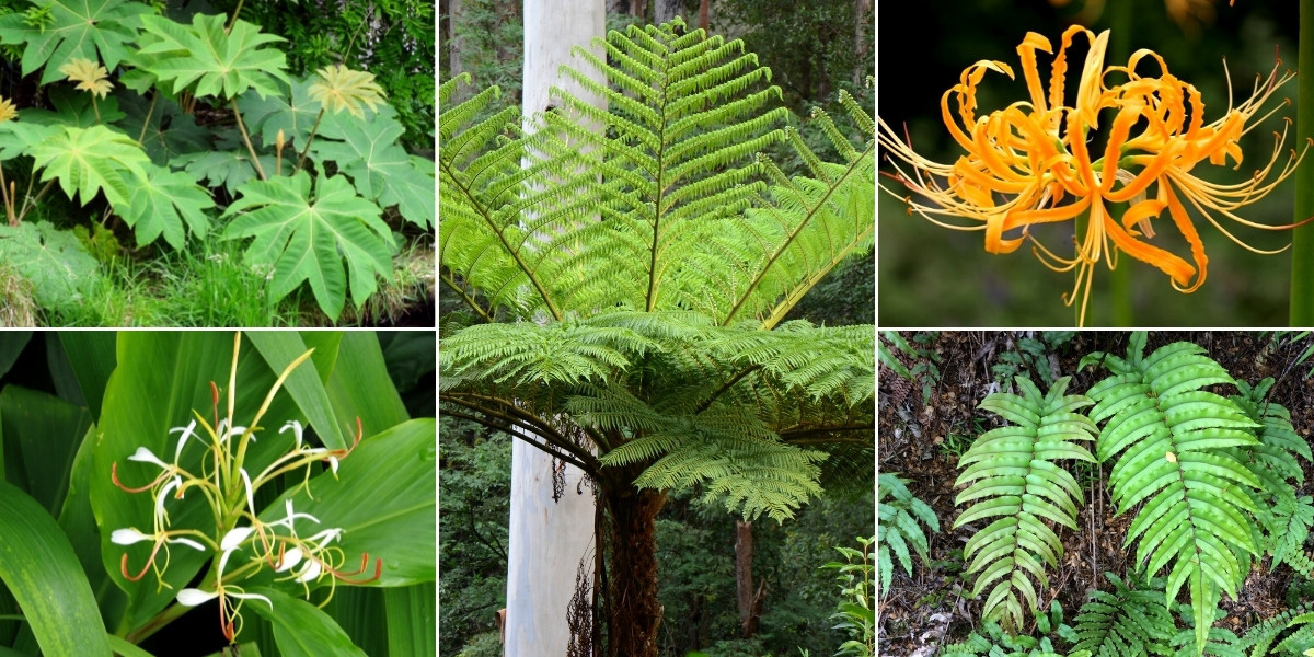 Inspiration pour intégrer la Cyathea dans un jardin exotique