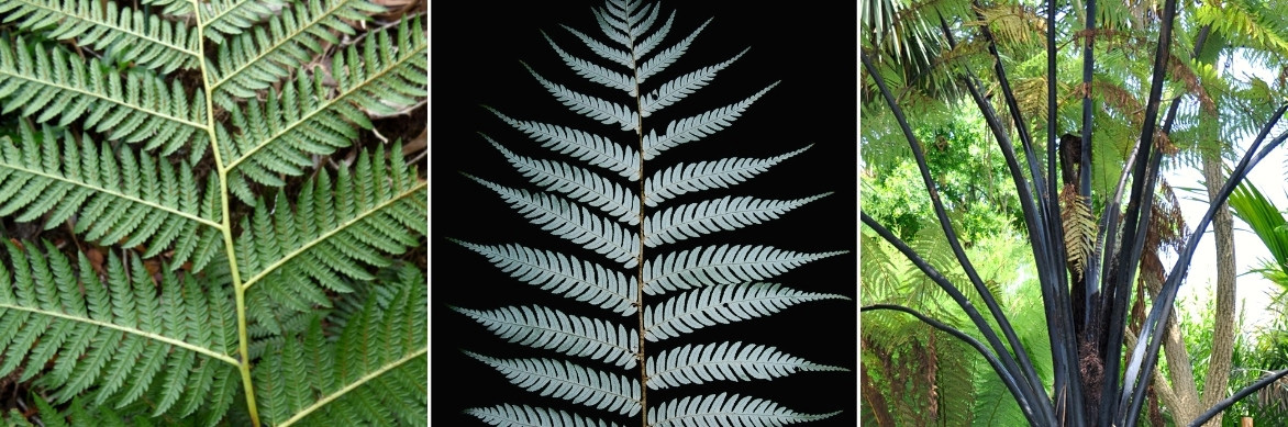 Les frondes et les pétioles de la Cyathea