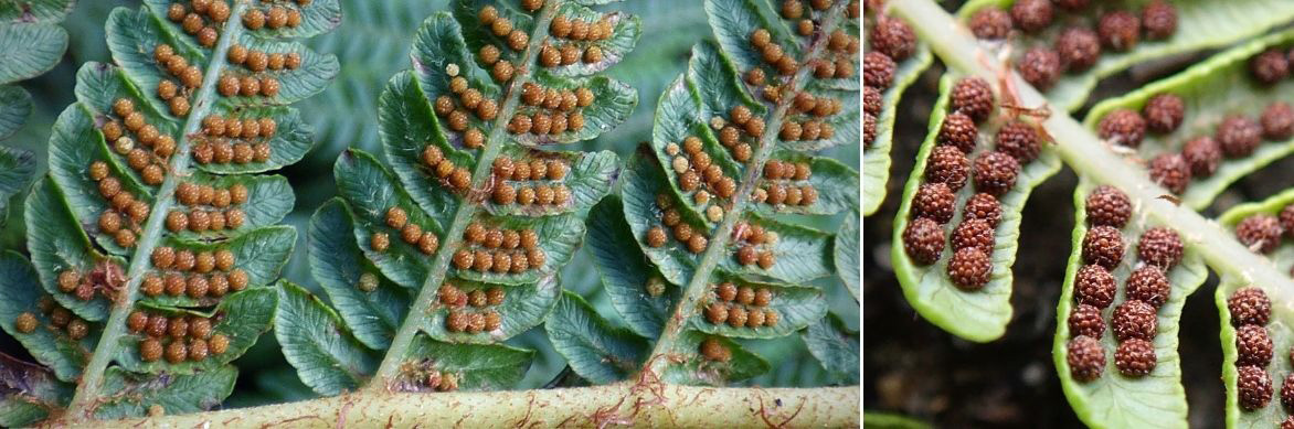 Les spores de la Cyathea, réunies dans des sporanges au revers des frondes