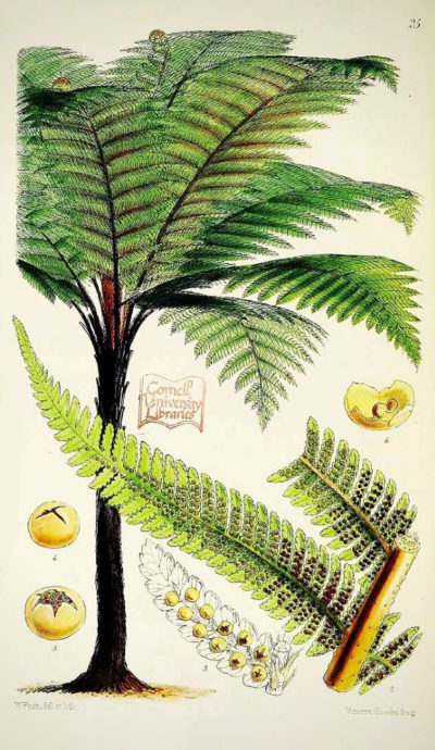 Planche botanique représentant la Cyathea medullaris