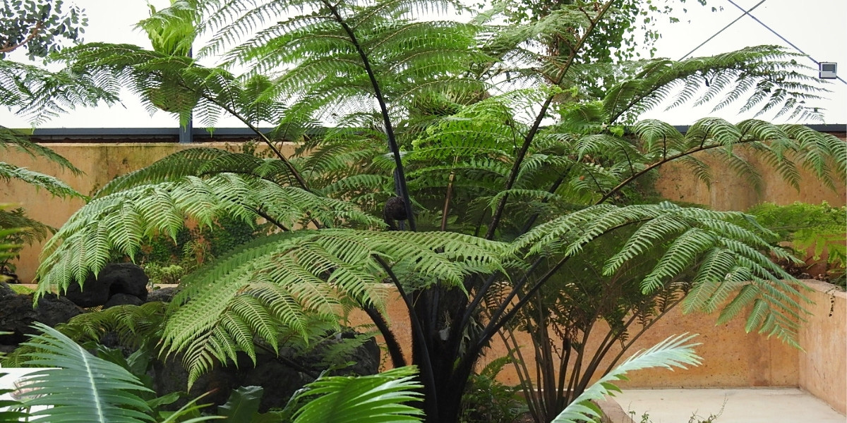 La fougère arborescente Cyathea medullaris