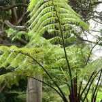 Cyathea : planter, cultiver et entretenir