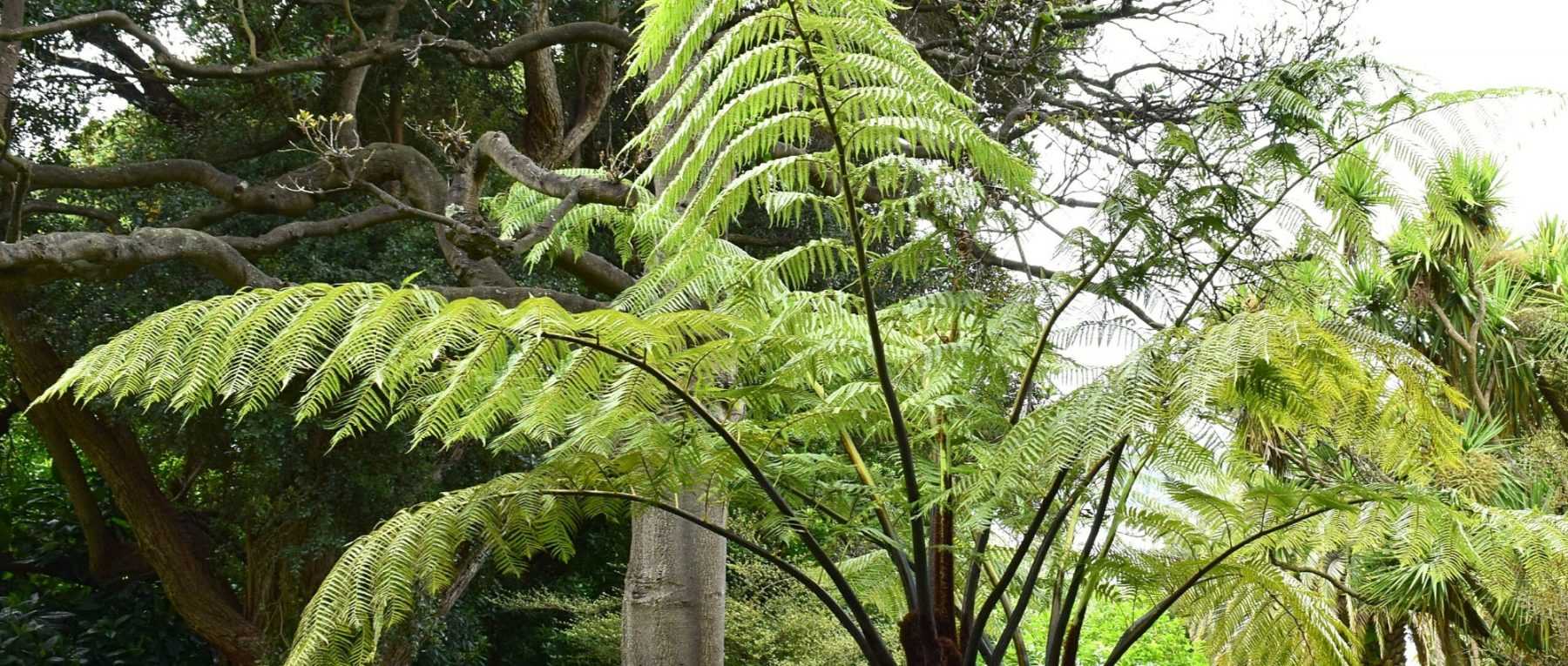 Cyathea : planter, cultiver et entretenir