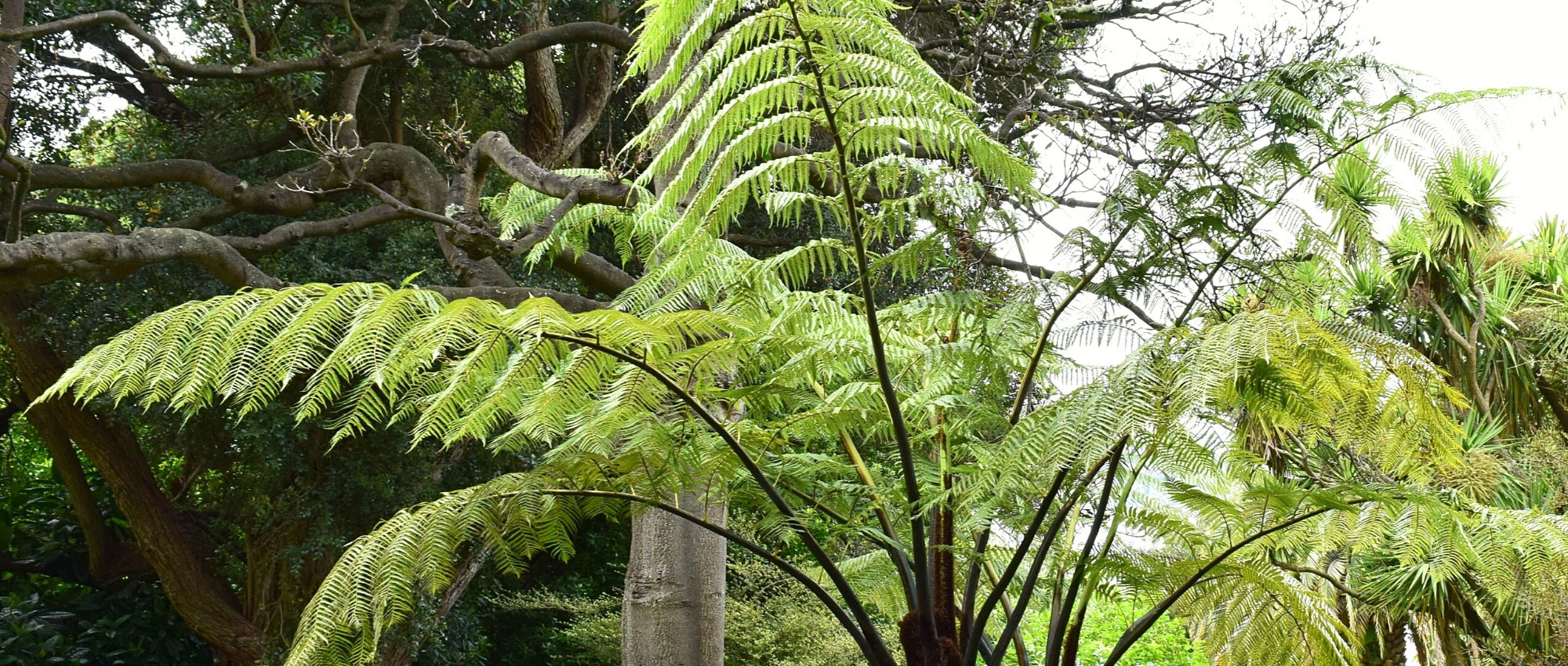 Cyathea : planter, cultiver et entretenir