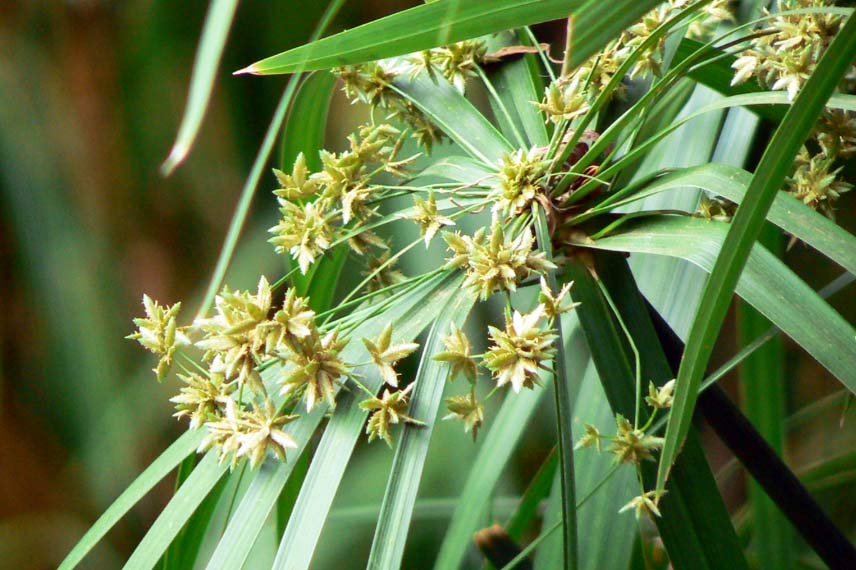 Cyperus alternifolius, papyrus