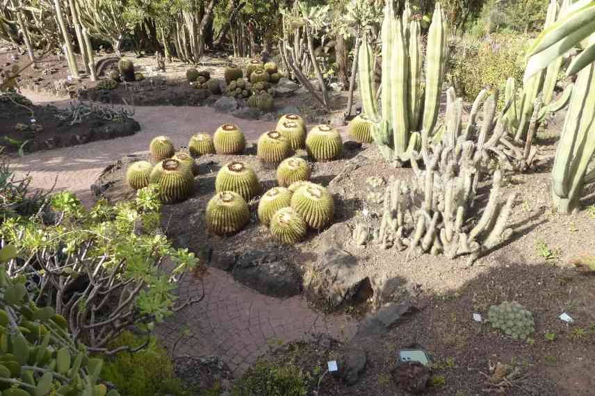 Jardin exotique sec, jardin exotique désertique, plantes exotiques pour terrain sec, plantes exotiques sec,