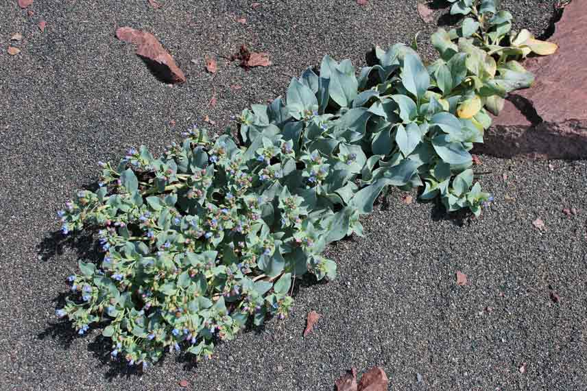 Mertensia maritima poussant à l’état sauvage © Rob Foster - iNaturalist