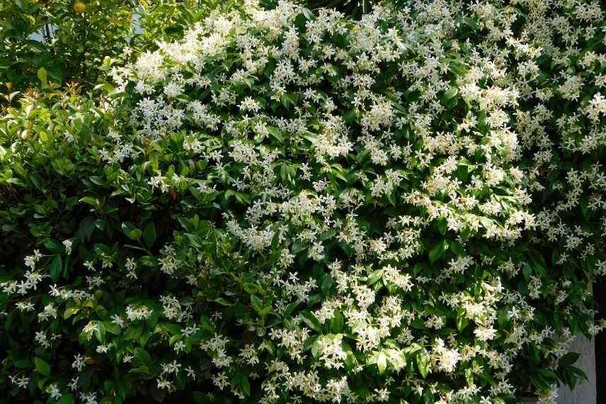 la floraison du jasmin étoilé, Trachelospermum jasminoides