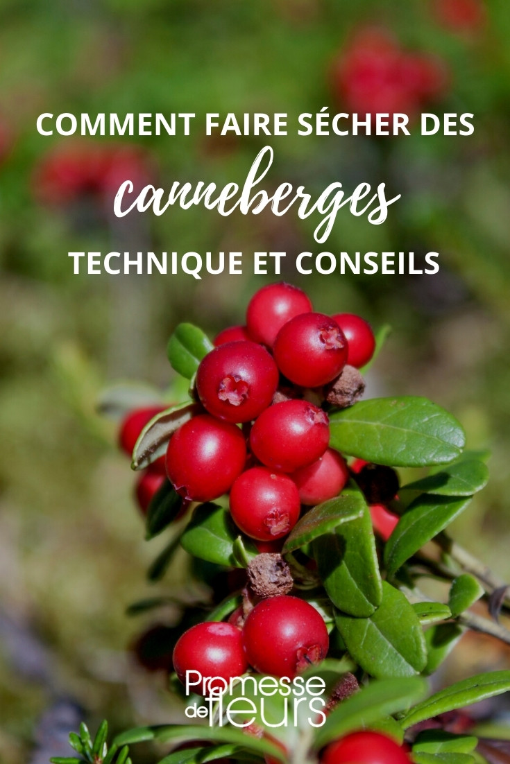 Canneberge à gros fruits, Airelle à gros fruits, Cranberry : planter,  cultiver, récolter