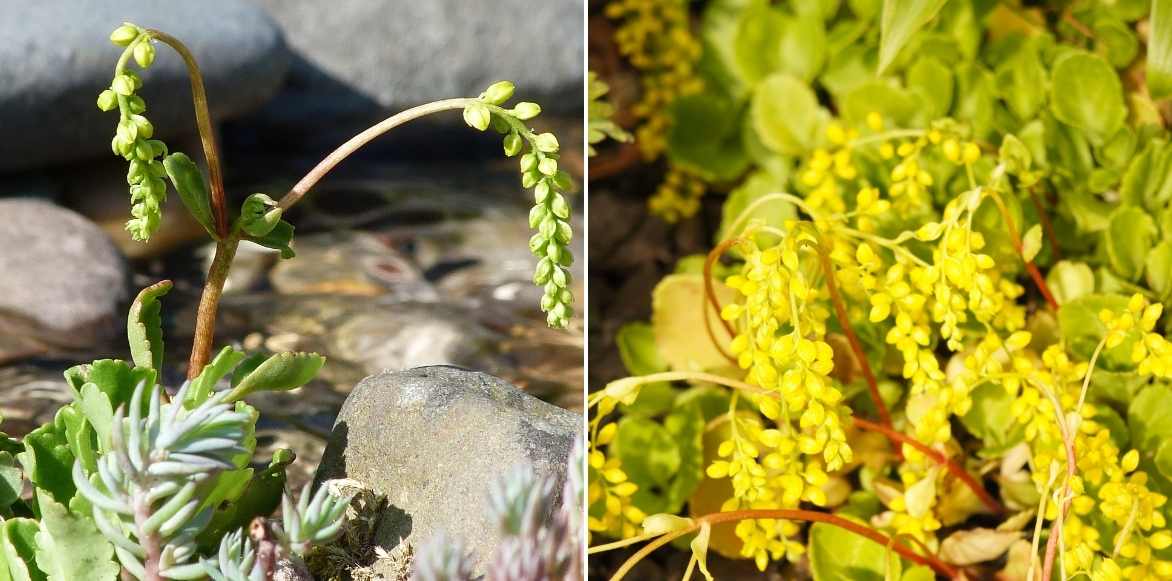 Chiastophyllum, goutte d'or, couvre-sol