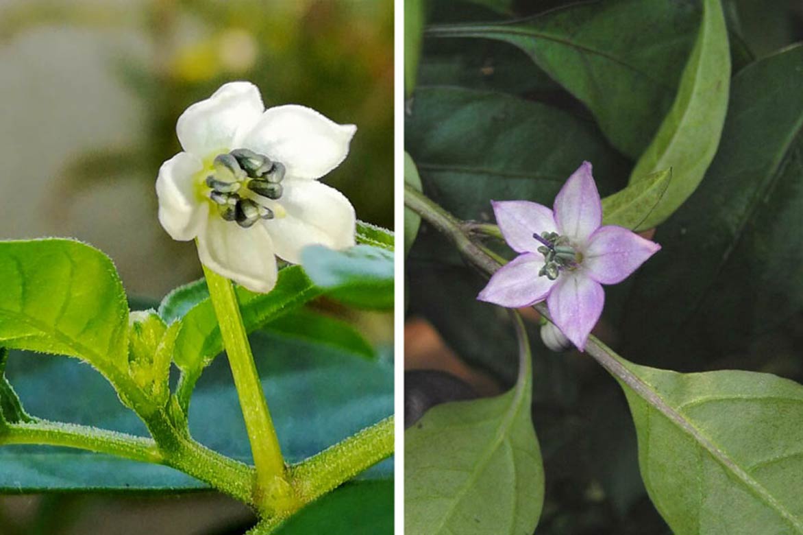 Fleurs de capsicum