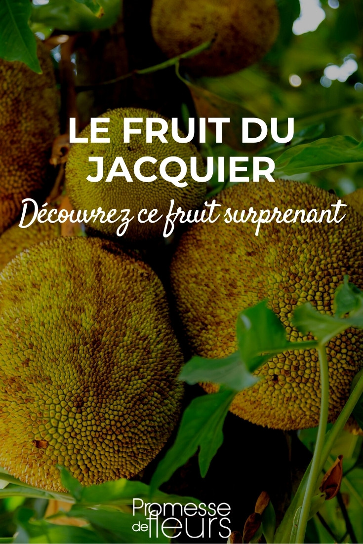 Jacque (Fruit du jacquier) mûr