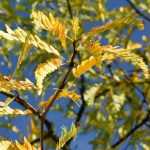 Gleditsia triacanthos, Févier d’Amérique : plantation, culture