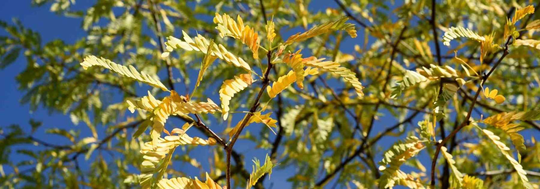 Gleditsia triacanthos, Févier d’Amérique : plantation, culture