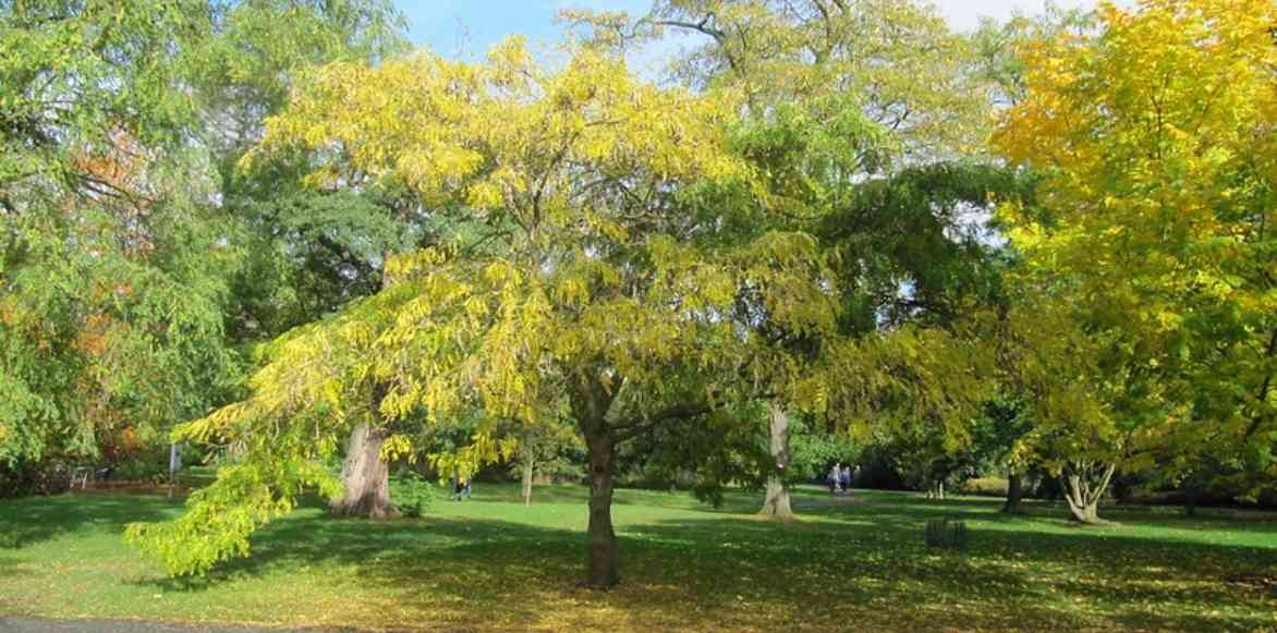 Févier d'Amérique, Gleditsia triacanthos, Carouge à miel