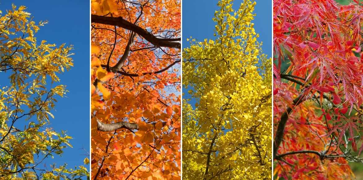 Févier d'Amérique, Gleditsia triacanthos, Carouge à miel