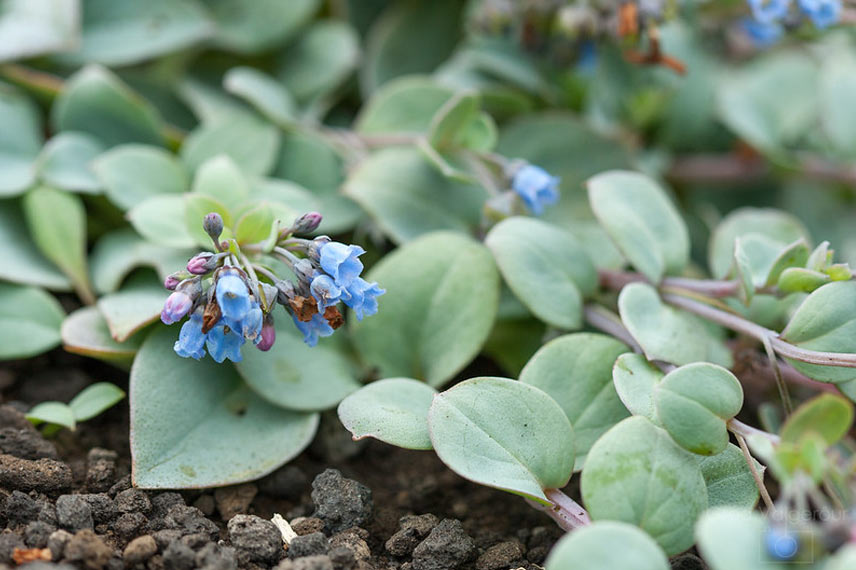 Mertensia maritima cultivée en pleine terre © Gróa Valgerður Ingimundardóttir - Flickr