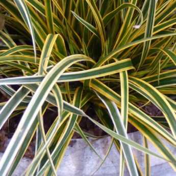 Cultiver et entretenir des Carex en pot