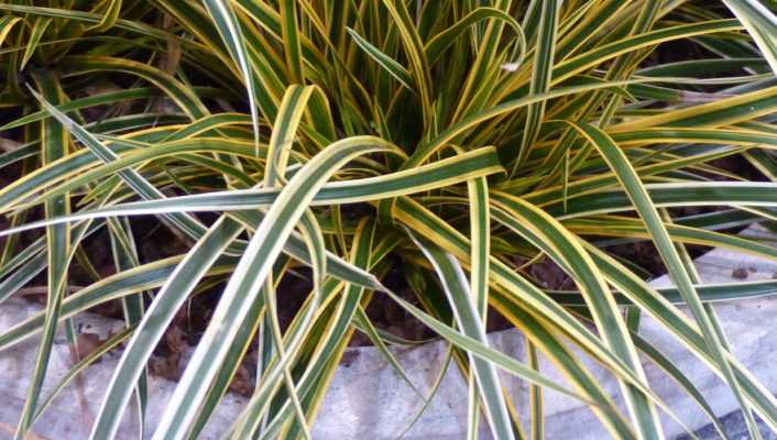 Cultiver et entretenir des Carex en pot