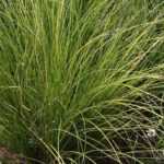 5 Carex à cultiver en pot