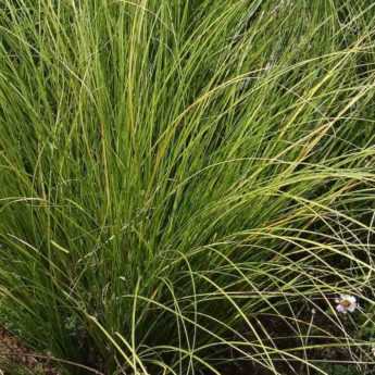 5 Carex à cultiver en pot