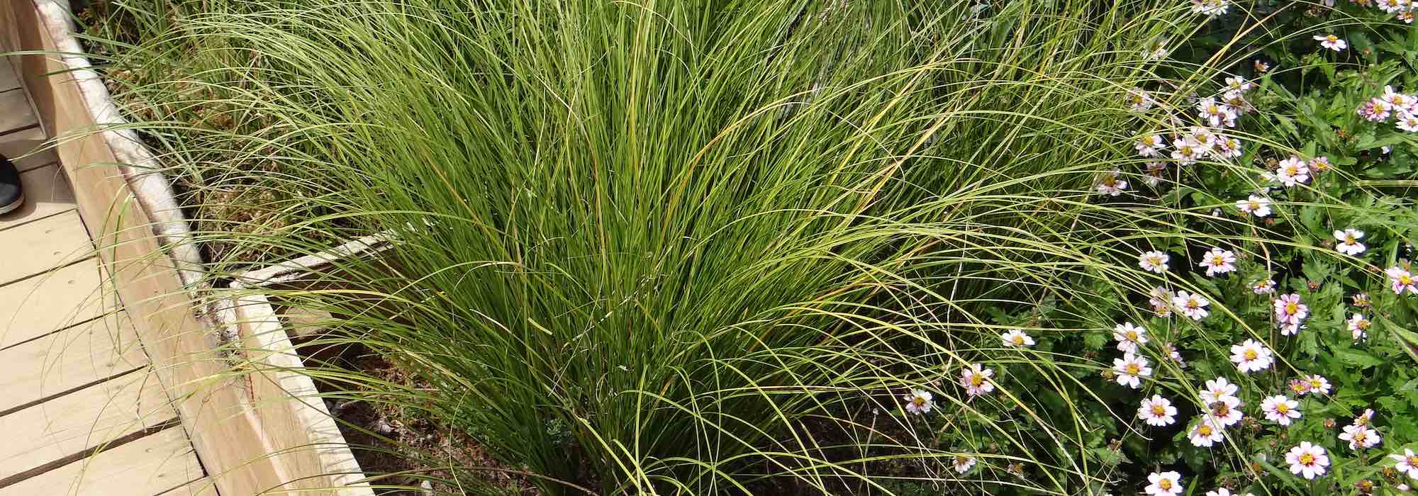 5 Carex à cultiver en pot