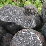 Comment obtenir des truffes au jardin ?