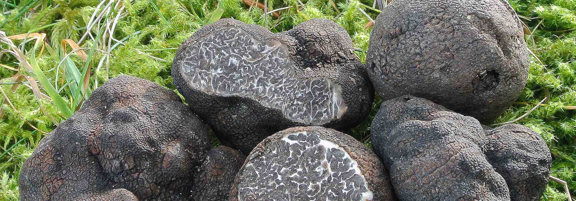 Comment obtenir des truffes au jardin ?