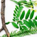 Comment faire un herbier avec les enfants ?