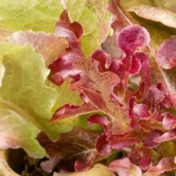 Cultiver la salade en pot