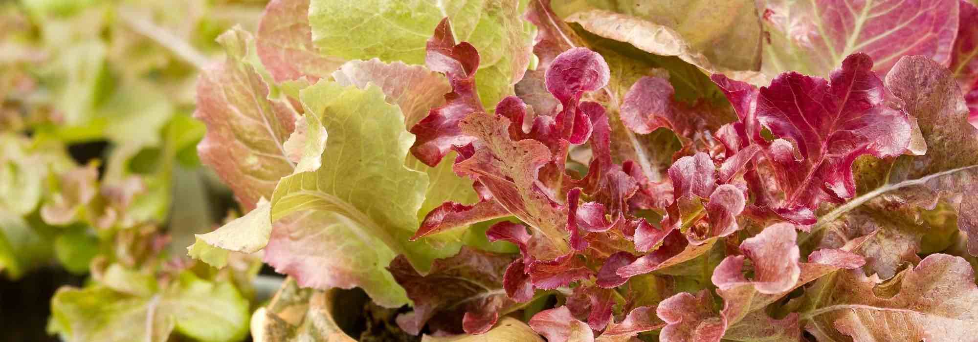 Cultiver la salade en pot