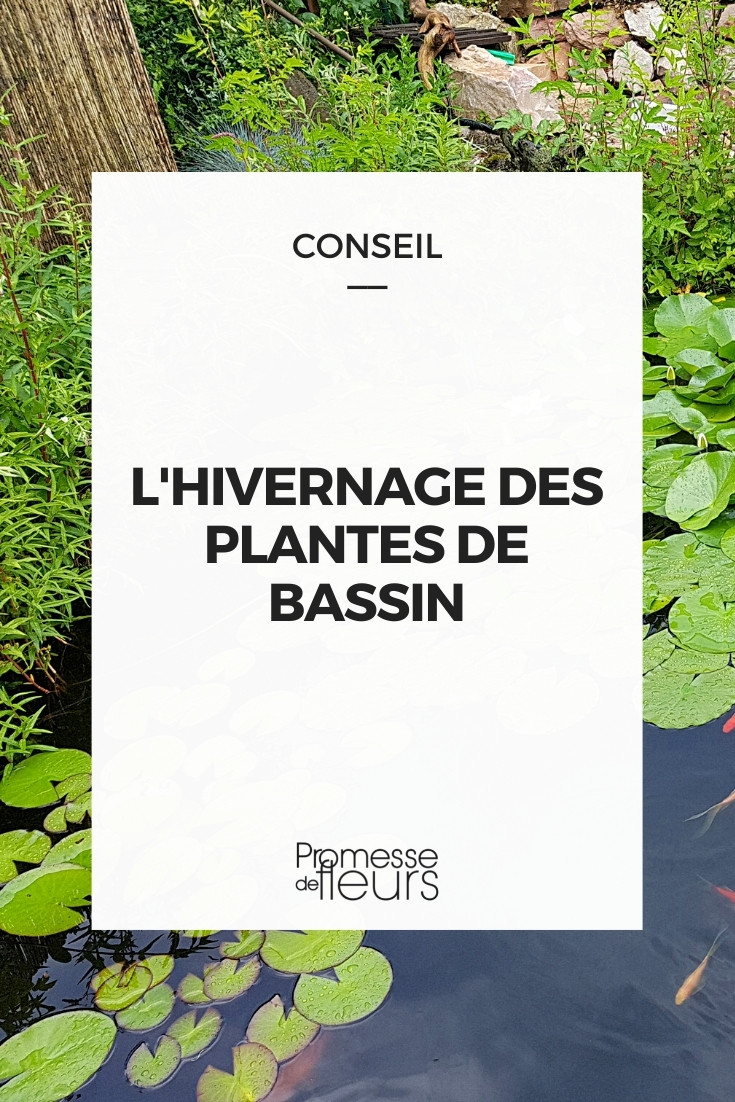 L'hivernage des plantes en bacs - infomaison