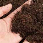 Le rôle de l'humus dans la fertilité du sol