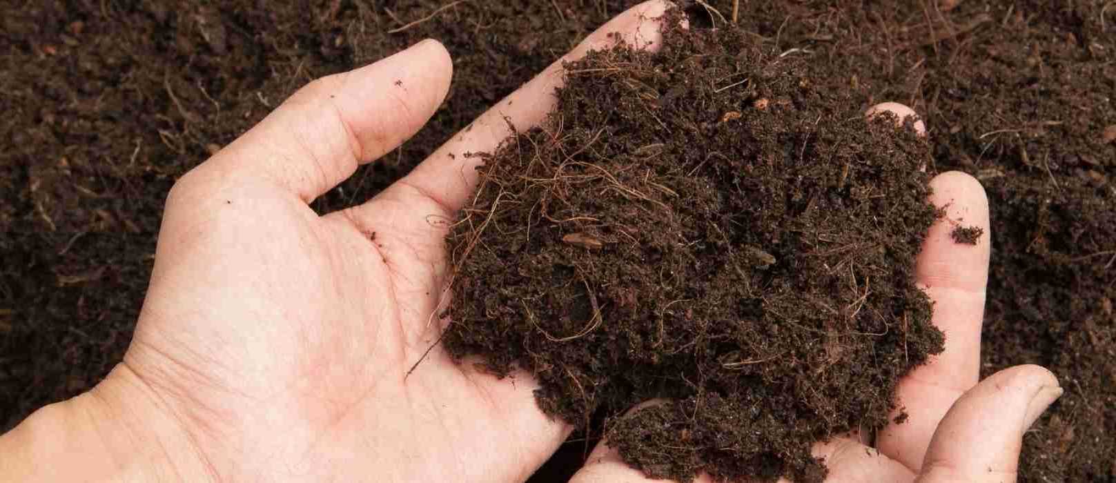 Le rôle de l'humus dans la fertilité du sol Promesse de Fleurs