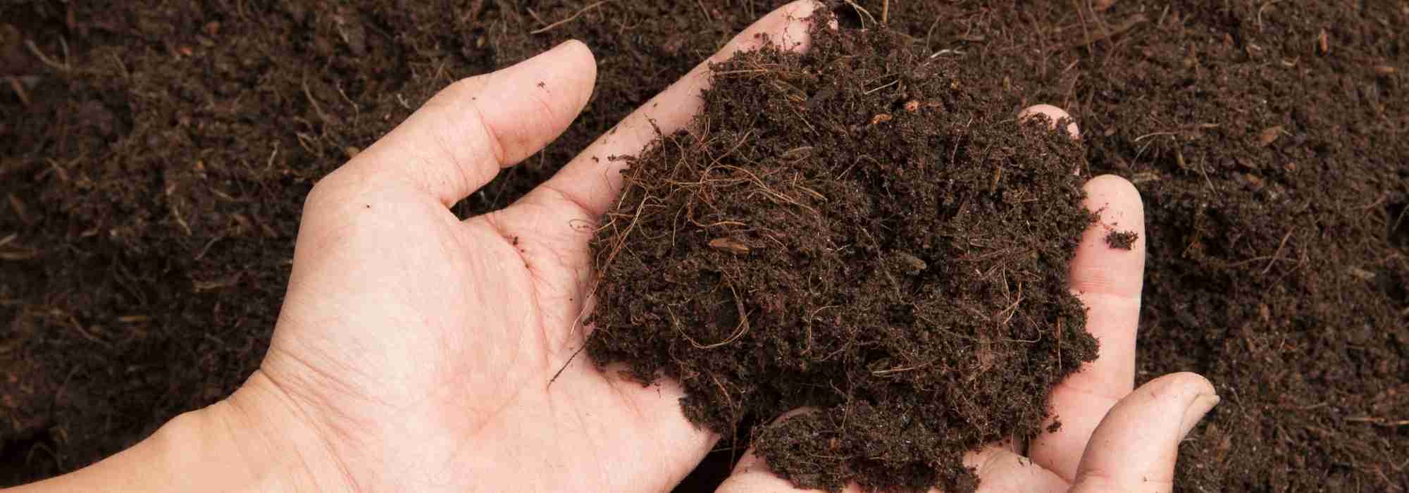 Le rôle de l'humus dans la fertilité du sol