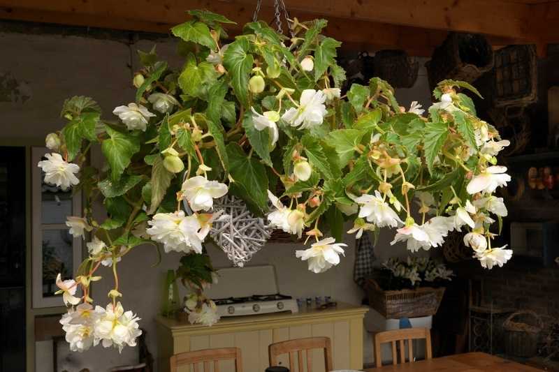 bégonia en intérieur, plante en suspension, bégonia retombant
