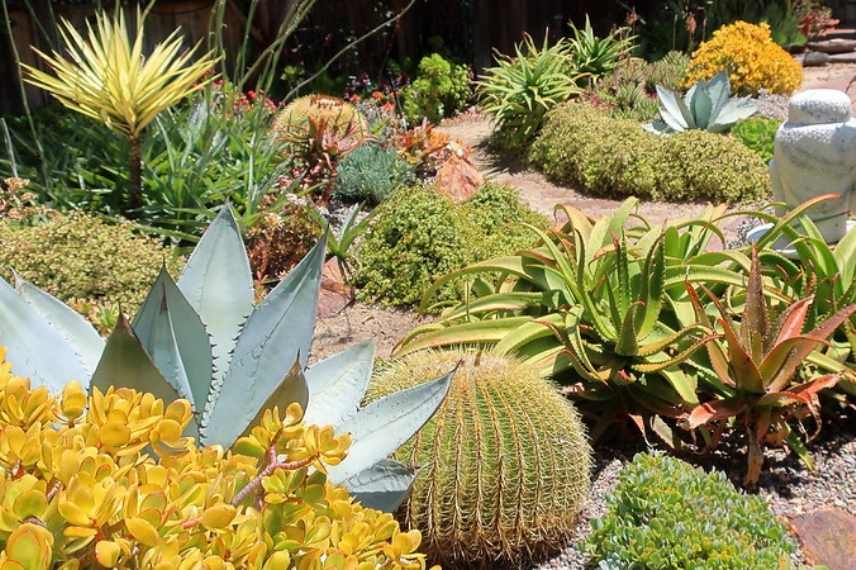 jardin exotique sec, jardin sec, plantes xerophytes,