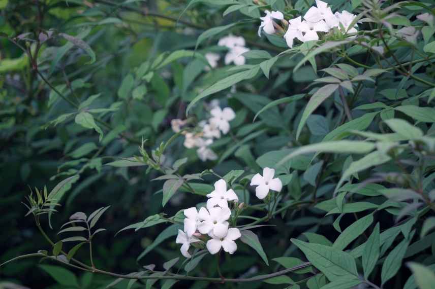 comment choisir jasmin, jasminum lequel choisir, jasmin lequel choisir, choix d'un jasmin