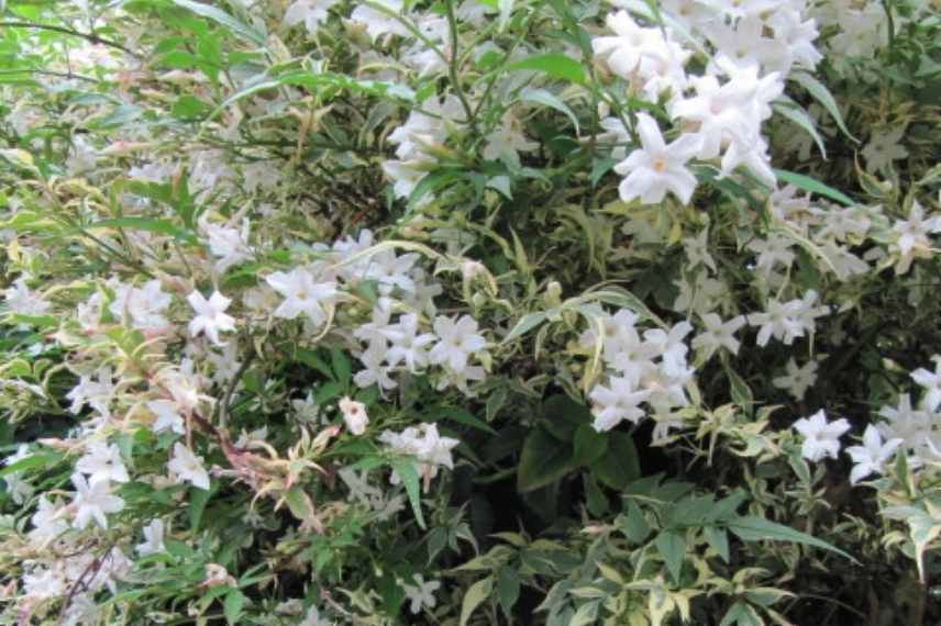 comment choisir jasmin, jasminum lequel choisir, jasmin lequel choisir, choix d'un jasmin