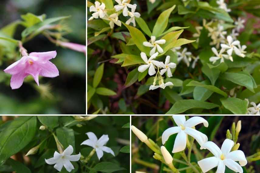 comment choisir jasmin, jasminum lequel choisir, jasmin lequel choisir, choix d'un jasmin