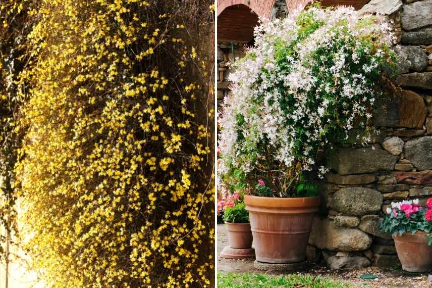 comment choisir jasmin, jasminum lequel choisir, jasmin lequel choisir, choix d'un jasmin