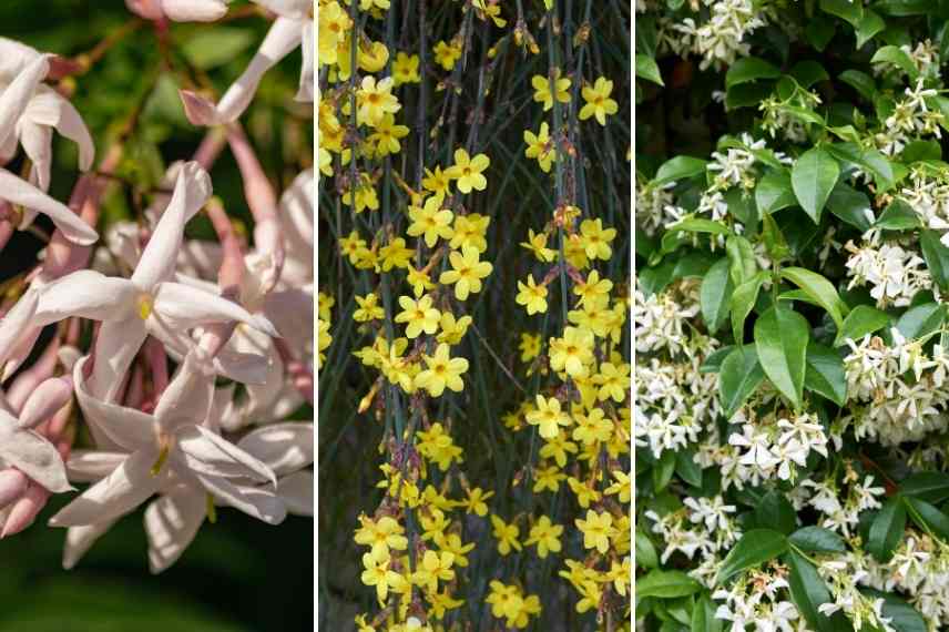 comment choisir jasmin, jasminum lequel choisir, jasmin lequel choisir, choix d'un jasmin