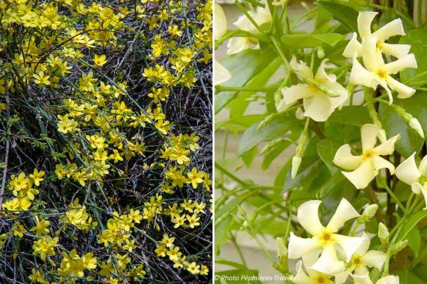 comment choisir jasmin, jasminum lequel choisir, jasmin lequel choisir, choix d'un jasmin