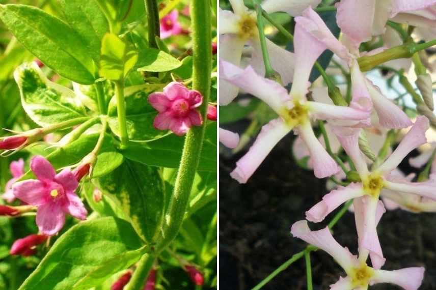 comment choisir jasmin, jasminum lequel choisir, jasmin lequel choisir, choix d'un jasmin