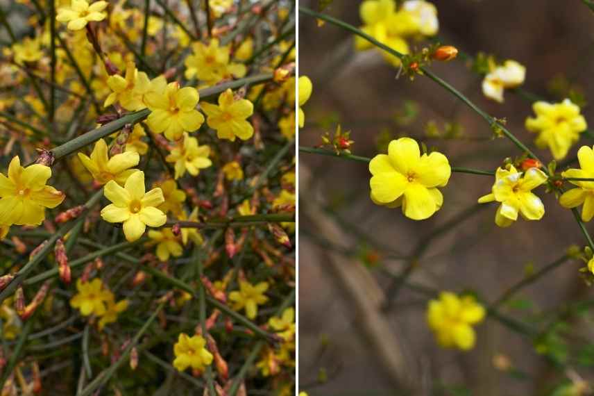 comment choisir jasmin, jasminum lequel choisir, jasmin lequel choisir, choix d'un jasmin