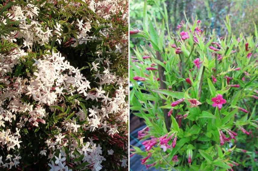 comment choisir jasmin, jasminum lequel choisir, jasmin lequel choisir, choix d'un jasmin