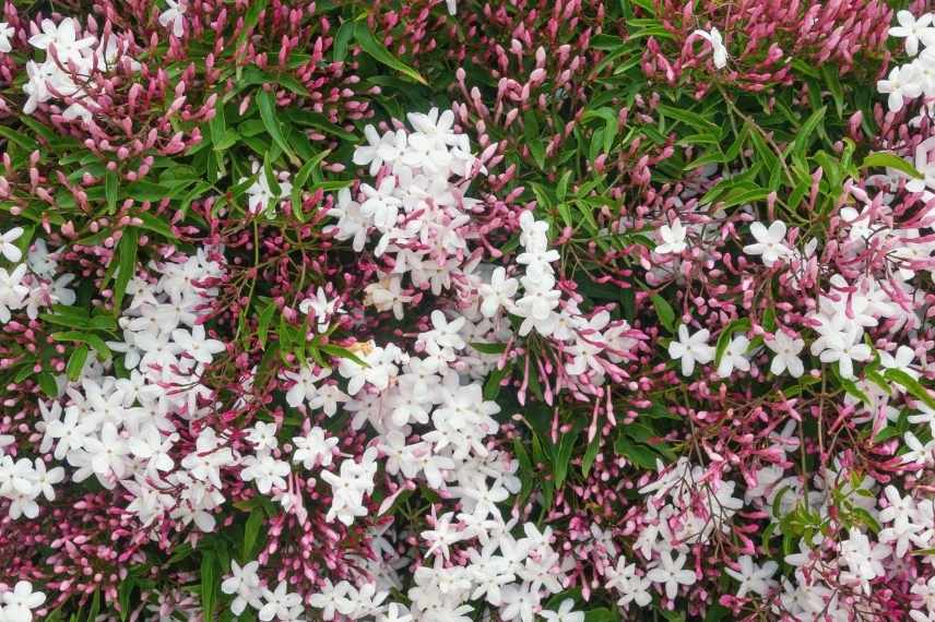 comment choisir jasmin, jasminum lequel choisir, jasmin lequel choisir, choix d'un jasmin