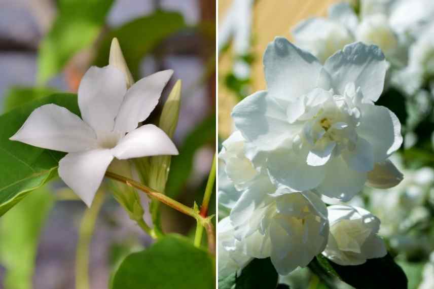 comment choisir jasmin, jasminum lequel choisir, jasmin lequel choisir, choix d'un jasmin